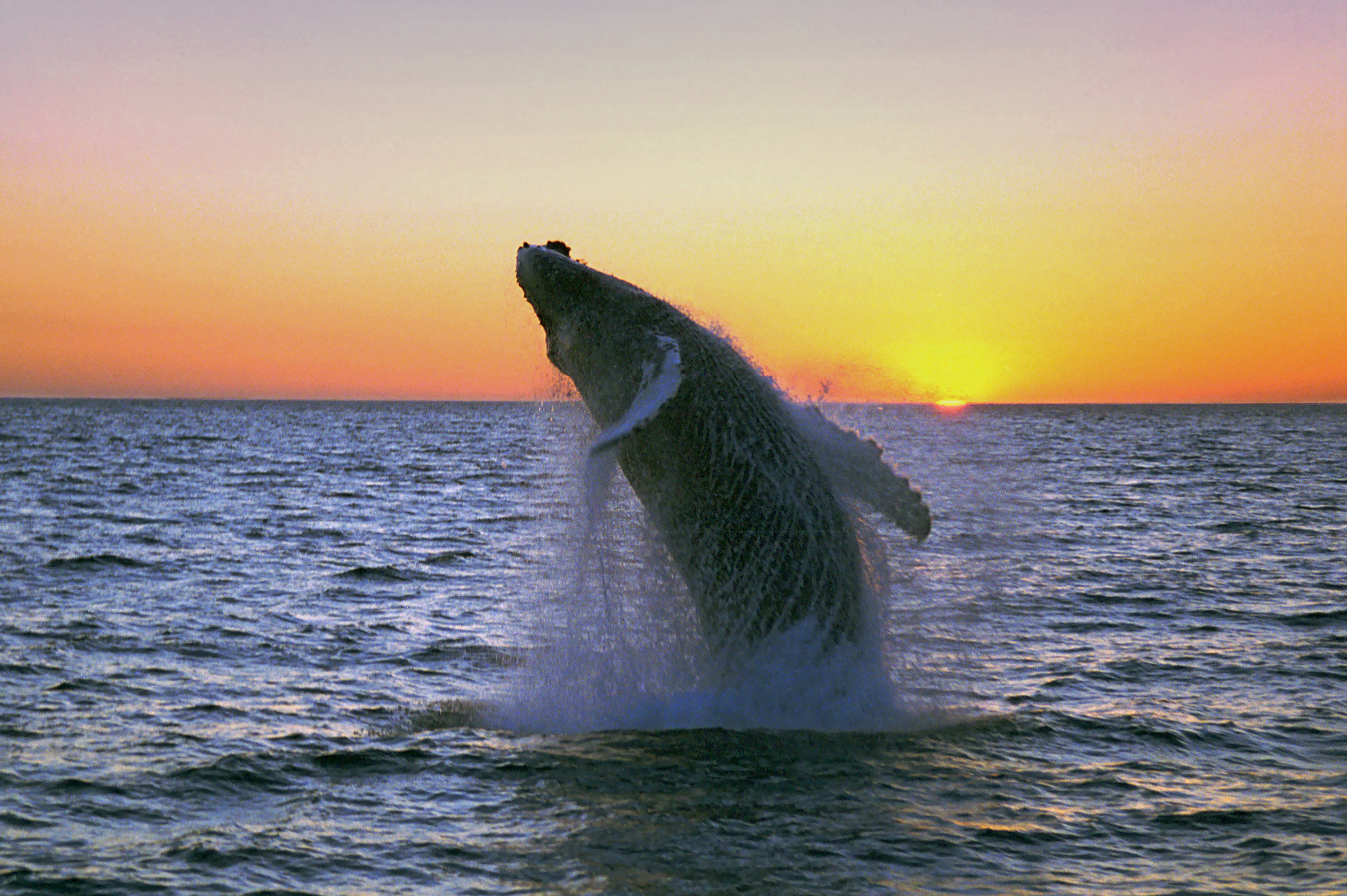 Silent Whale Watching