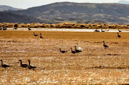 Die empfindliche isländische Flora und Fauna