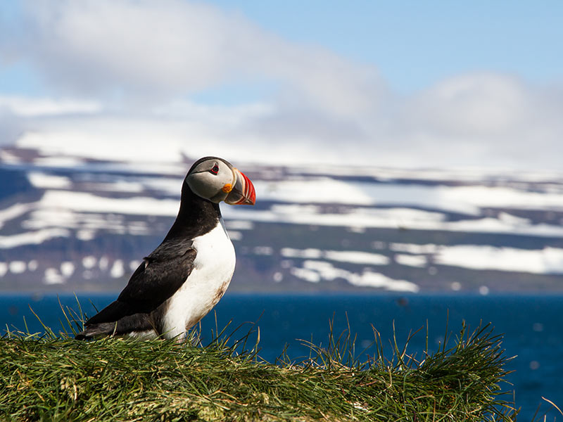 Papageientaucher in Island