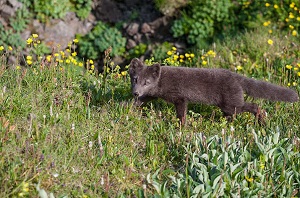 Polarfuchs am Rande der Westfjorde