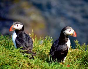 Die drolligen Papageitaucher lassen sich besonders in Látrabjarg gut fotografieren.