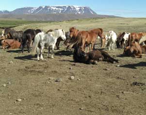Pferde auf der Reittour Kjölur im Hochland Islands