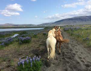 Islandpferde in grüner Landschaft in Island