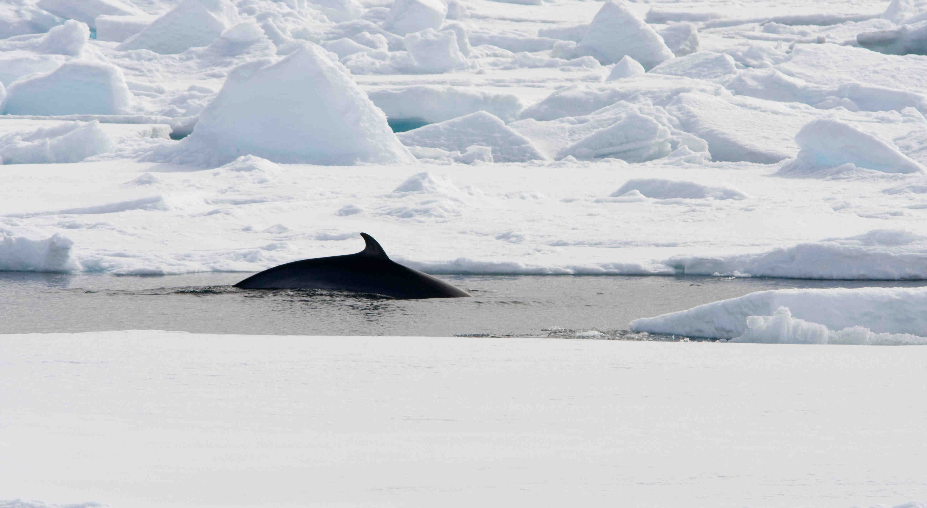 Minke Whale in Spitsbergen