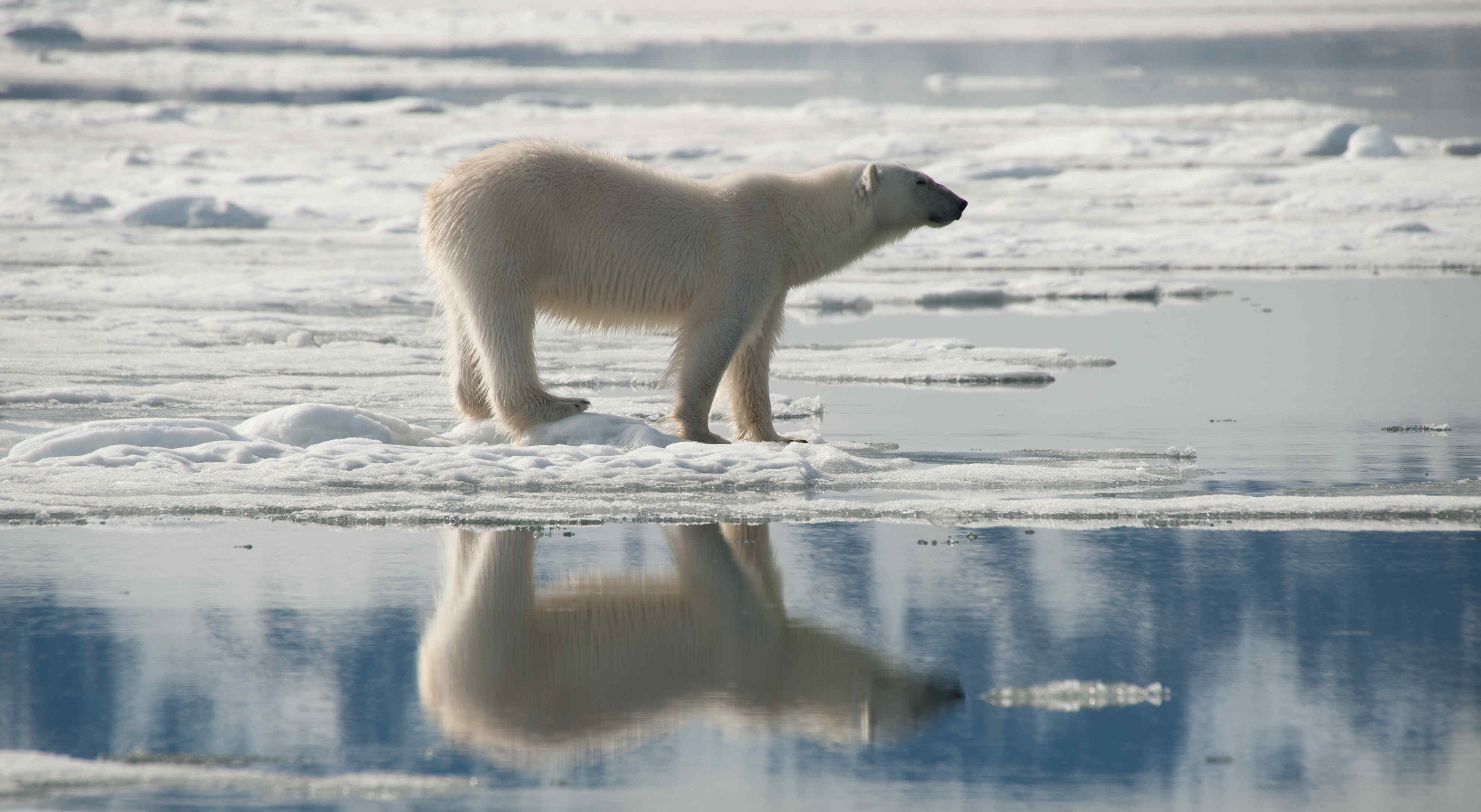 Polar Bear North Spitsbergen