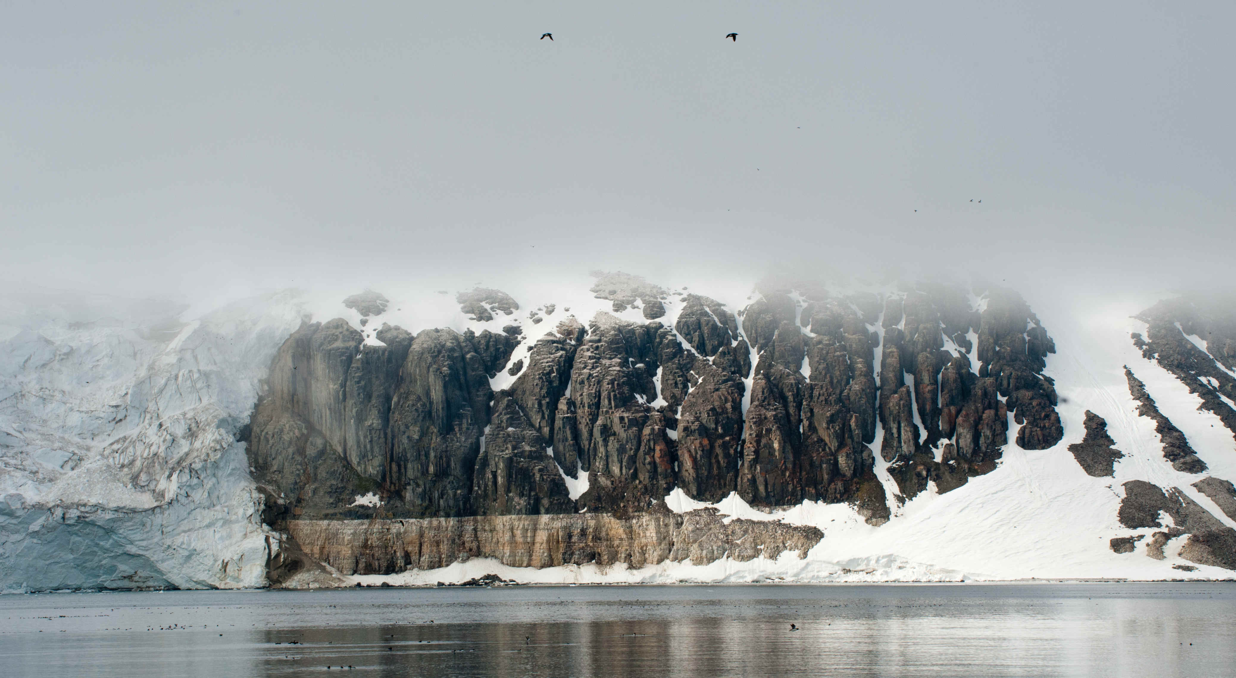 Spitsbergen Bird Cliff