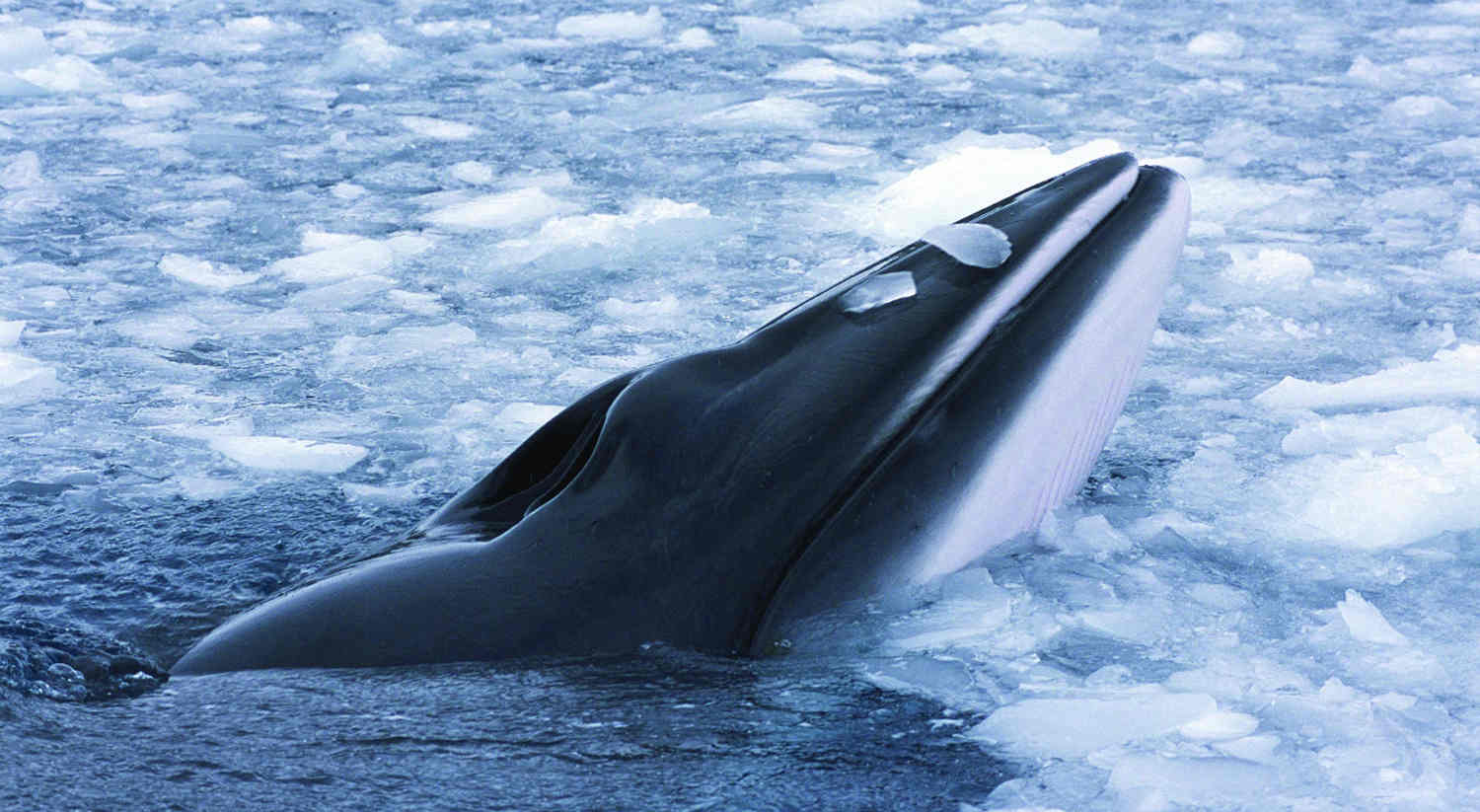 Minke Whale