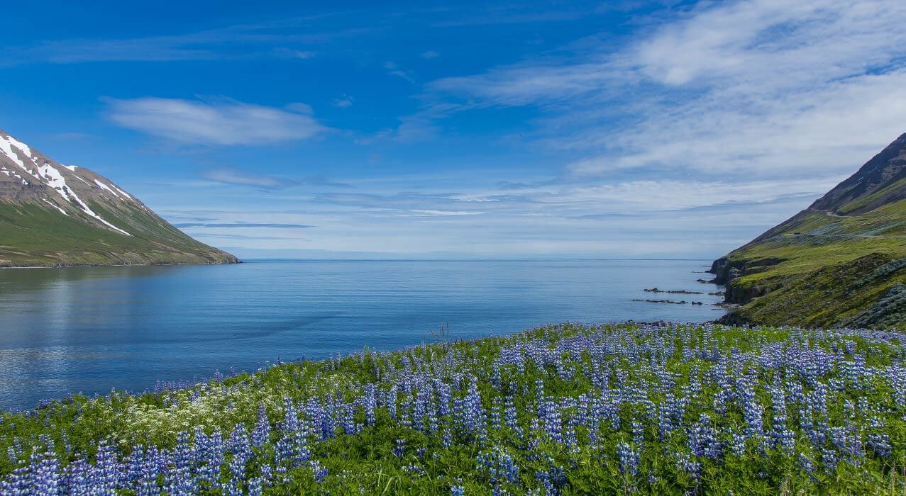 Blühende Lupinen vor Islands Küste.