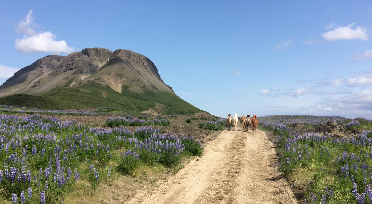 Pferde auf der Reittour goldener Kreis in Island