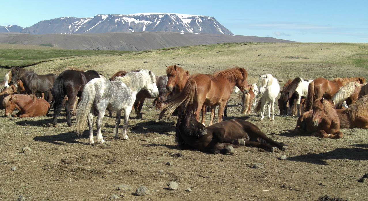 Pferde auf der Reittour Kjölur im Hochland Islands