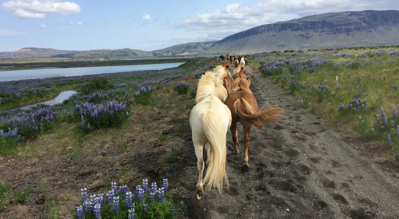 Pferde auf einer Reittour in Island