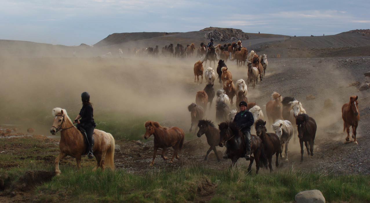 Pferde auf einer Reittour in unbewohnten Gebieten Islands